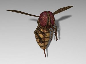 monster wasp 3d model