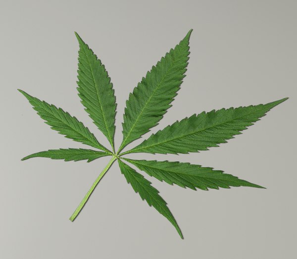 Картинки марихуана в 3d сотрудниками полиции было найдено кустов конопли