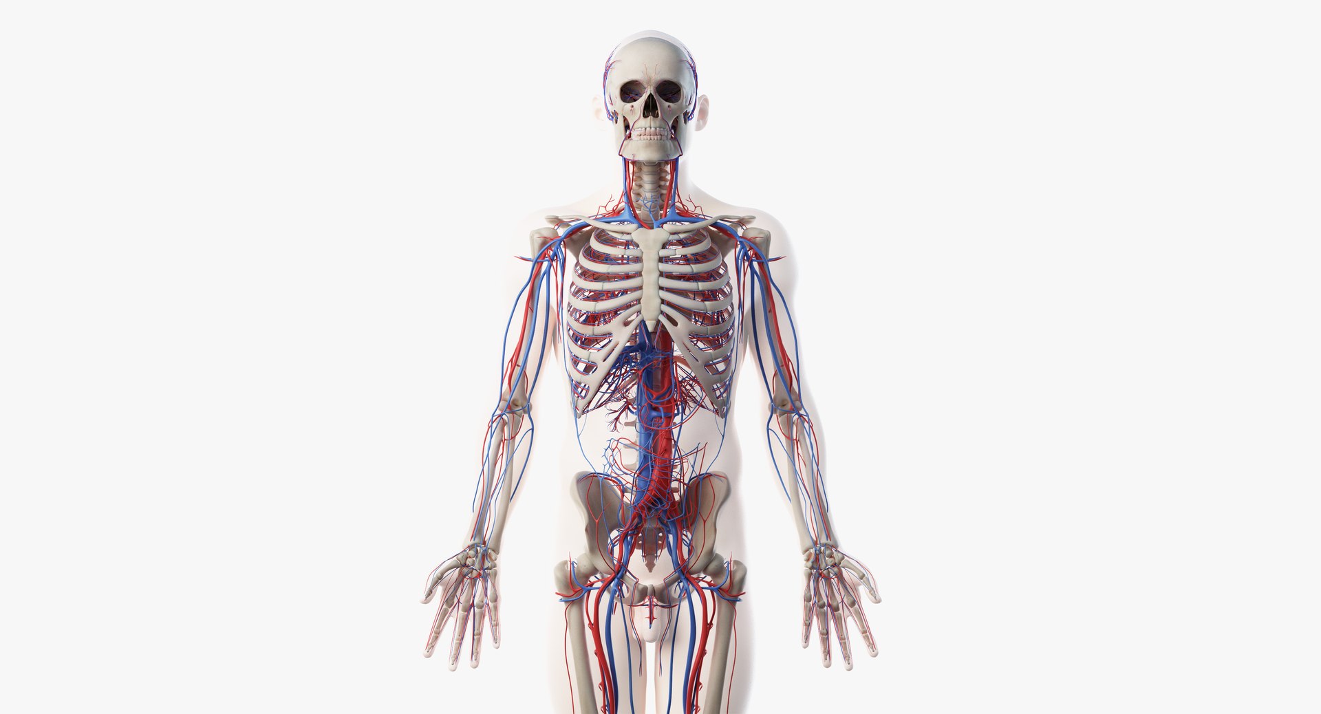 3D model male skin skeleton vascular https://p.turbosquid.com/ts-thumb/HK/U0eRRC/4MlQq2K8/vasc02/png/1558948993/1920x1080/fit_q87/ab705d9d53654c9c46c5e2d5e39020183ee17efc/vasc02.jpg