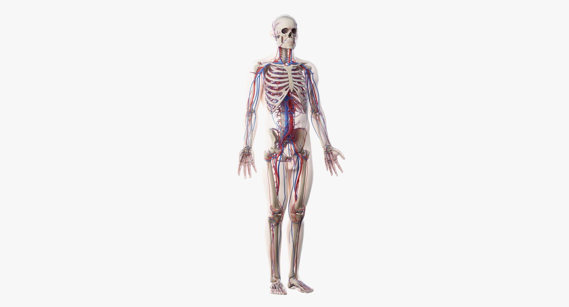 3D model male skin skeleton vascular https://p.turbosquid.com/ts-thumb/HK/U0eRRC/BUpucNfB/vasc01/png/1558948993/1920x1080/fit_q87/5cdd1bcd3bcf7621586e7059a76c4a4dba172eb3/vasc01.jpg