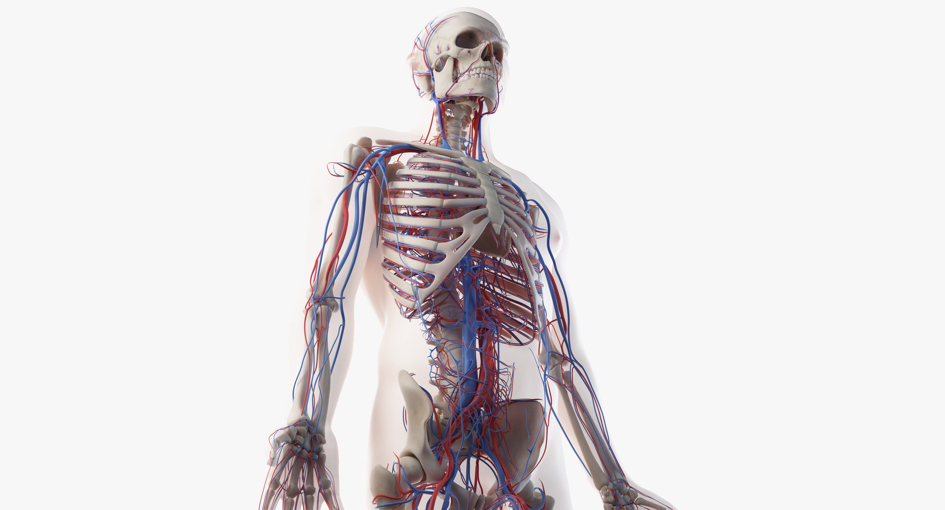3D model male skin skeleton vascular https://p.turbosquid.com/ts-thumb/HK/U0eRRC/DKQUjARw/vasc14/png/1558948974/1920x1080/fit_q87/cfc2aab54b63f3968a16d44f9932b4a990a64eb6/vasc14.jpg