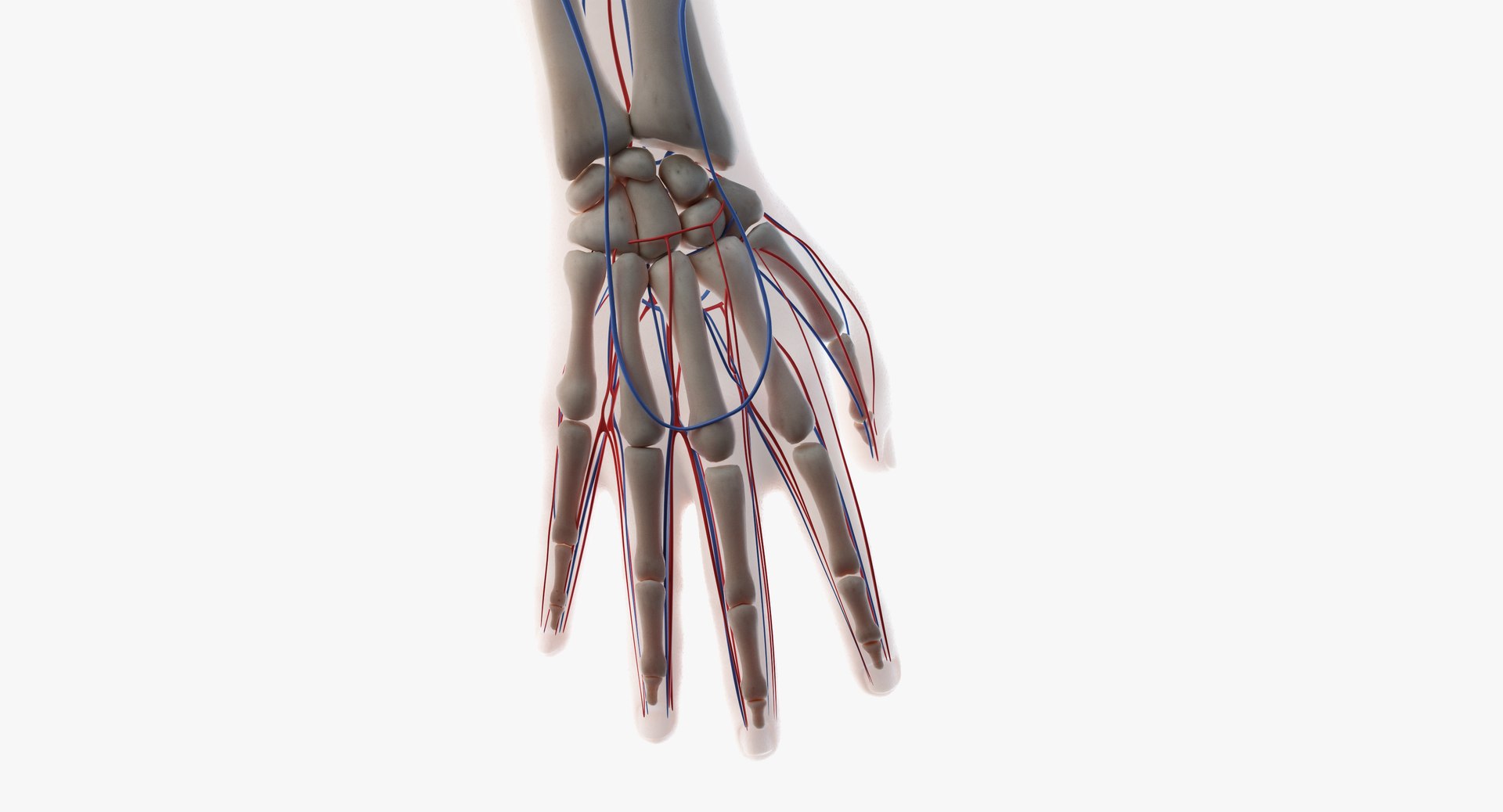 3D model male skin skeleton vascular https://p.turbosquid.com/ts-thumb/HK/U0eRRC/FNh6w5K1/vasc11/png/1558948993/1920x1080/fit_q87/c871acf0ed36f79a5a59638521c298a1fec75fc0/vasc11.jpg