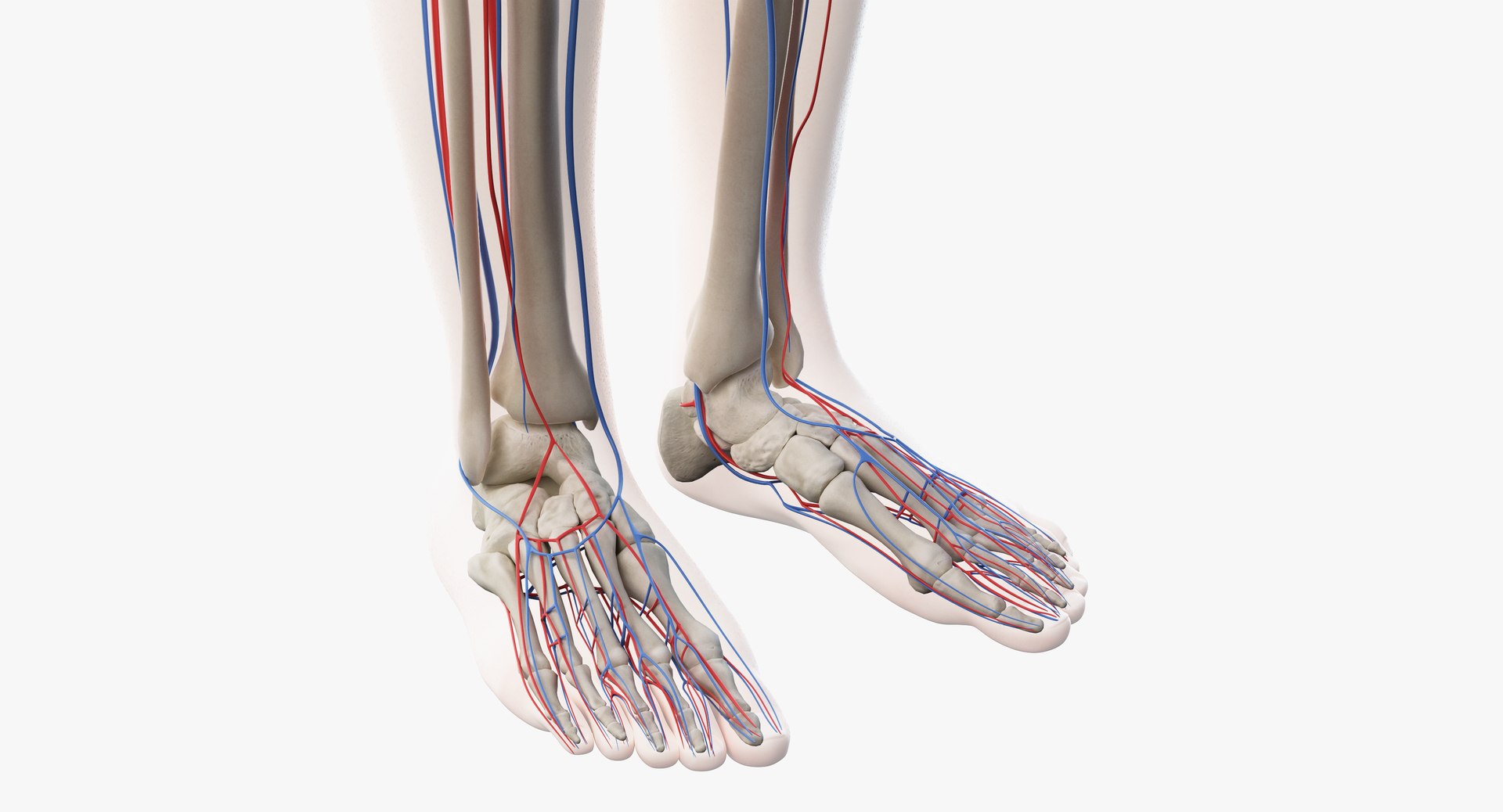 3D model male skin skeleton vascular https://p.turbosquid.com/ts-thumb/HK/U0eRRC/dFnDRpka/vasc12/png/1558948993/1920x1080/fit_q87/3cb0d4dfc03fd276d31349c8e1fe6ab69a8772d3/vasc12.jpg