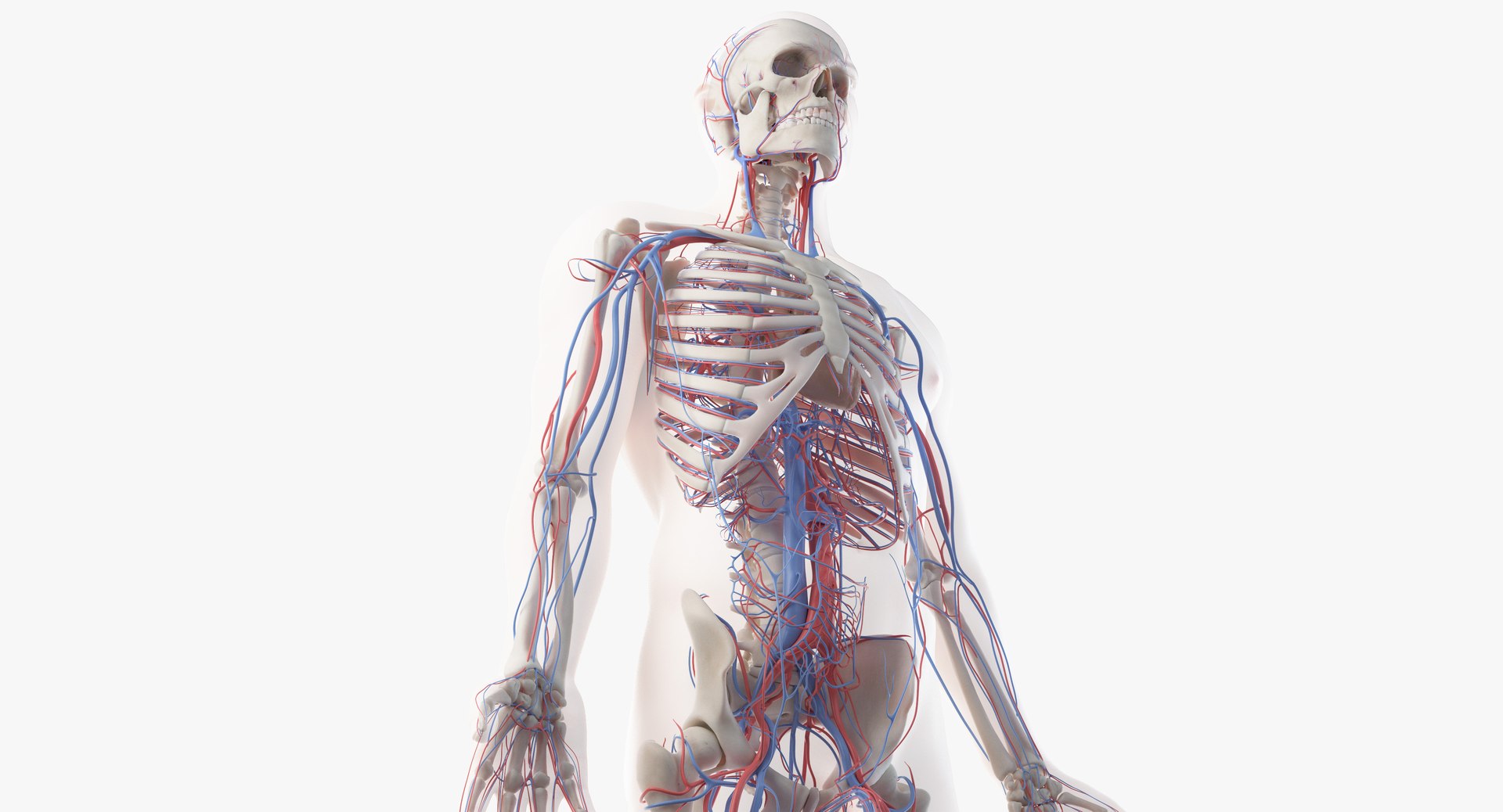 3D model male skin skeleton vascular https://p.turbosquid.com/ts-thumb/HK/U0eRRC/mjZJH7Jm/mainimage/jpg/1553338791/1920x1080/fit_q87/a930b99e1aae1fbe8c31fac64e38b034600ec0f4/mainimage.jpg