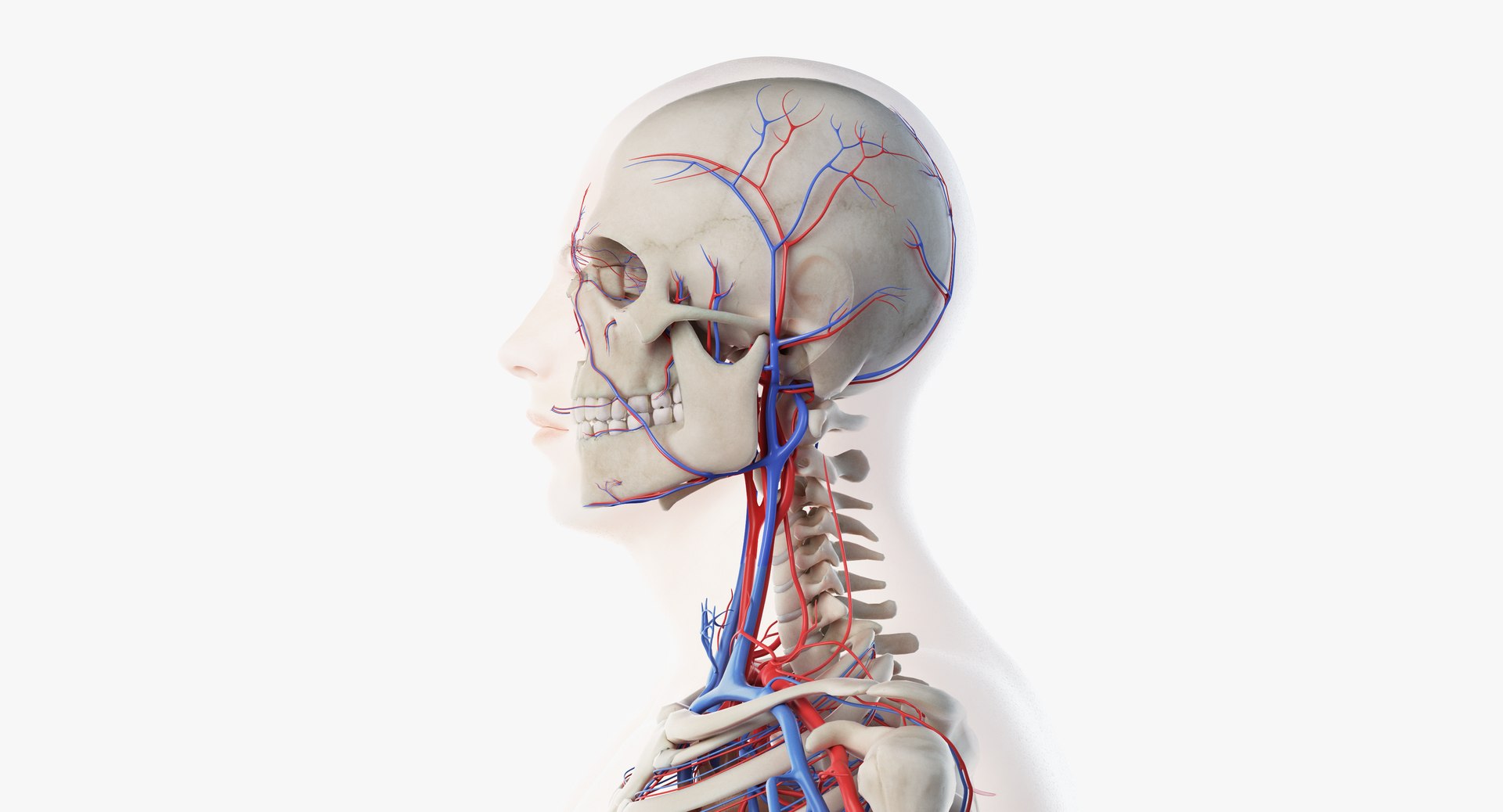 3D model male skin skeleton vascular https://p.turbosquid.com/ts-thumb/HK/U0eRRC/mzIPbBZW/vasc05/png/1558948993/1920x1080/fit_q87/f0ae20495bebba685a29a8f7ba9d57acaf38e6cf/vasc05.jpg