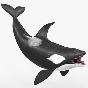killer whale kill 3D model
