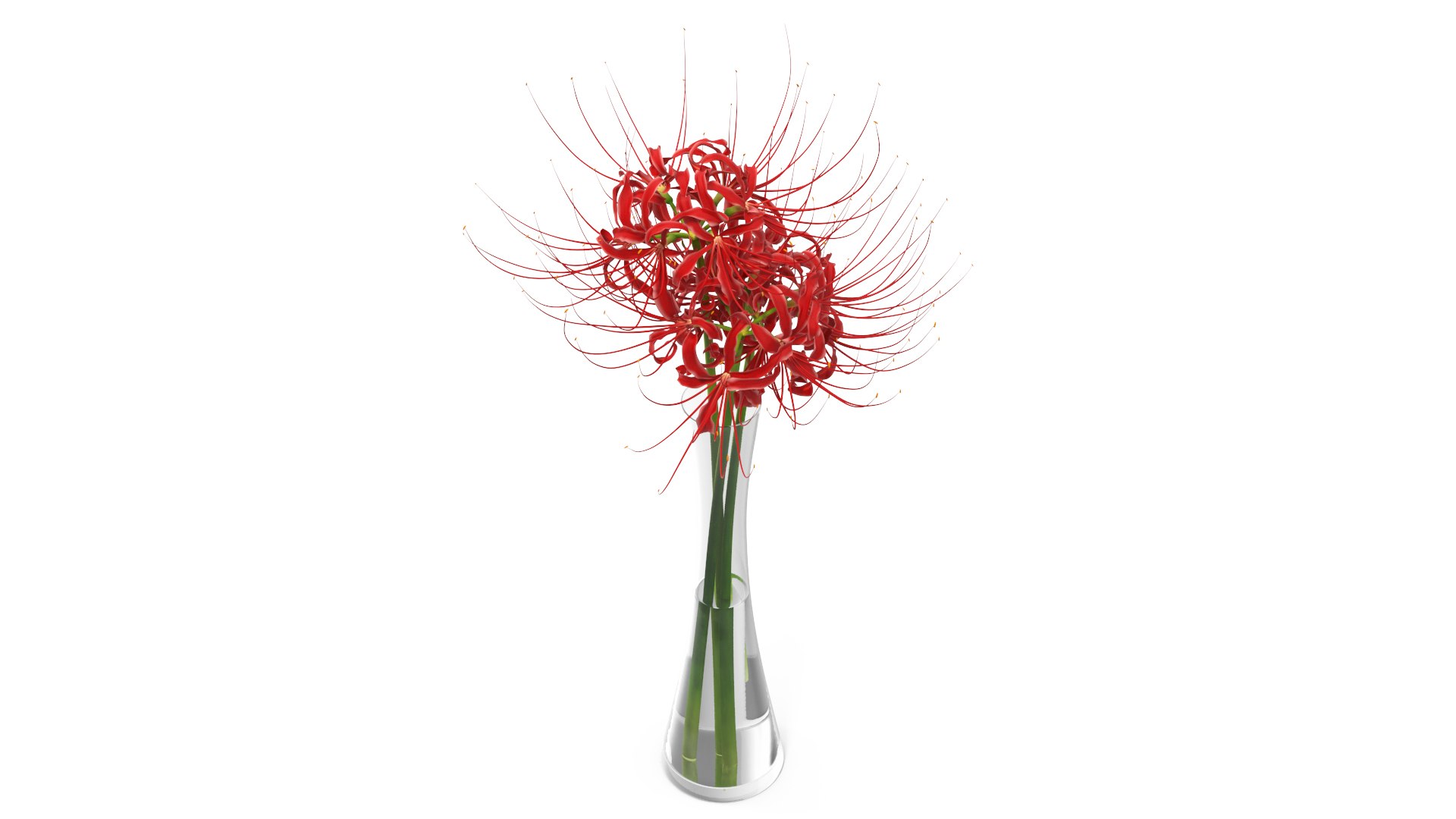 Bouquet of Spider Lilies in Glass Vase 3D model preview