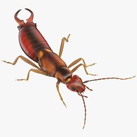 Earwig Standing