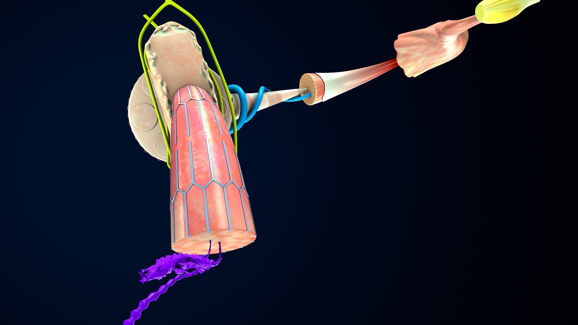 Human Boby Muscle Tissue 3D Model - TurboSquid 1826264