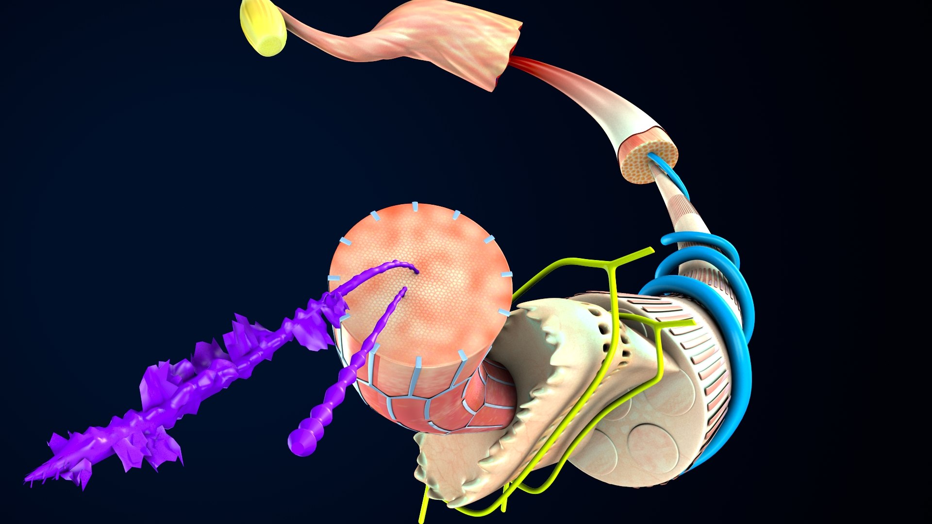 Human Boby Muscle Tissue 3D Model - TurboSquid 1826264