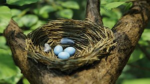 3D model Bird Nest Nature Scene