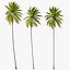 3D Coconut Palm 03