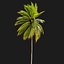 3D Coconut Palm 03
