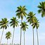 3D Coconut Palm 03