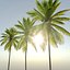 3D Coconut Palm 03