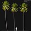 3D Coconut Palm 03