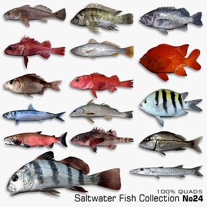 Saltwater Fish Collection 24 3D model