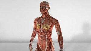 Muscular Female Anatomy