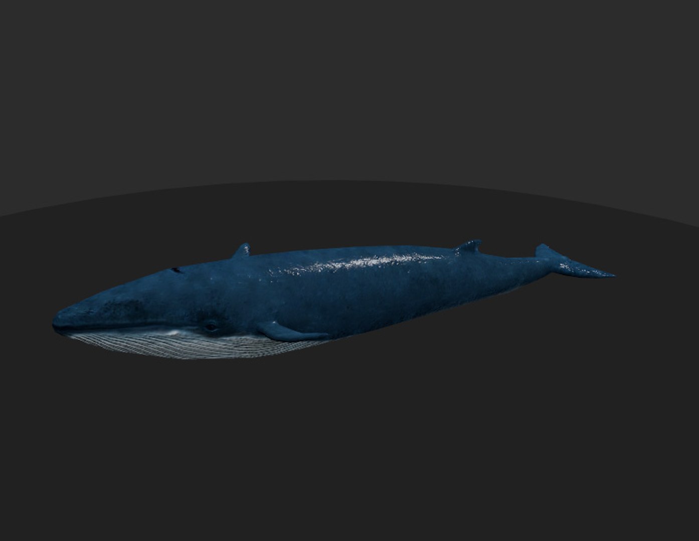 3d rigged games animation model https://p.turbosquid.com/ts-thumb/HL/gPW6A7/6ZL7uoBG/whale2/jpg/1434973065/1920x1080/fit_q87/6c73080f97e7de0ca2a5892f0bc553cd134129d2/whale2.jpg