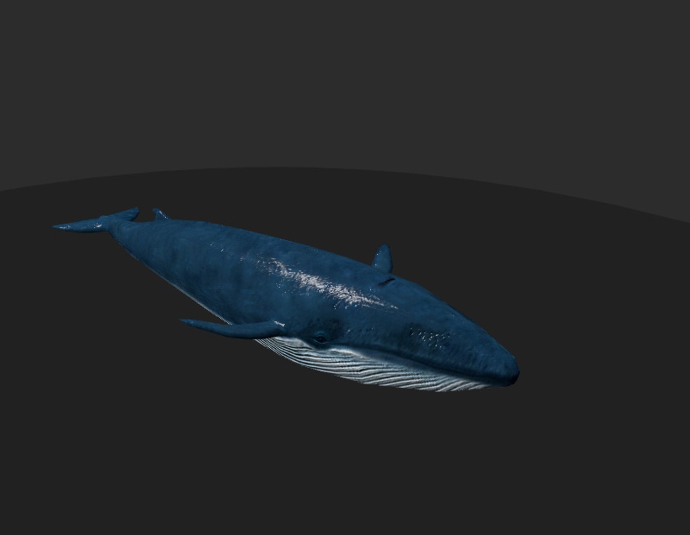 3d rigged games animation model https://p.turbosquid.com/ts-thumb/HL/gPW6A7/Egv4icrA/whale1/jpg/1434973065/1920x1080/fit_q87/2f6eebbdc897a8895a14d8b48392be87ac09a9b9/whale1.jpg