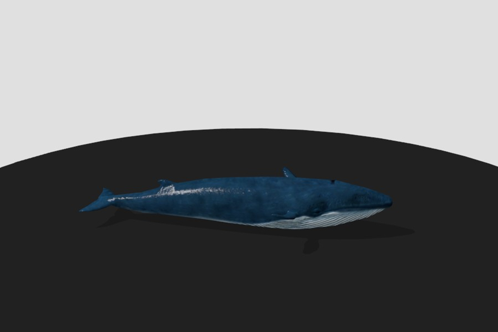 3d rigged games animation model https://p.turbosquid.com/ts-thumb/HL/gPW6A7/x8Mc387Y/whale/jpg/1434972211/1920x1080/turn_fit_q99/57e3f907836b6f9eb365854738d48791372cff4e/whale-1.jpg