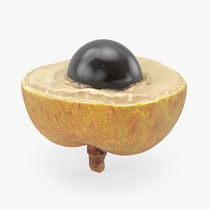 3D Peeled Longan 02