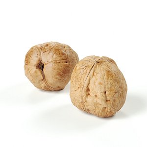 POLYPASTA - Walnut 02 model