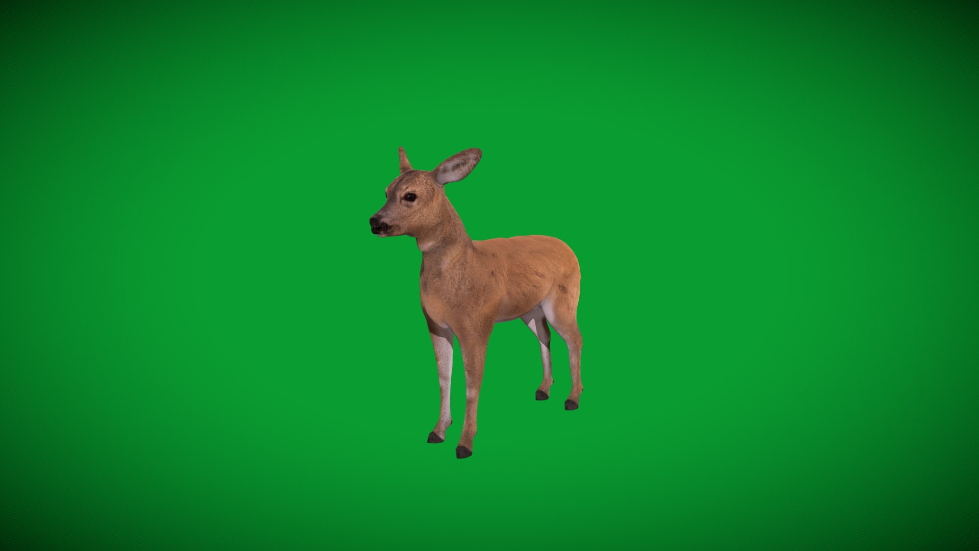 3D European Roe Deer https://p.turbosquid.com/ts-thumb/HM/V3bapj/0A/european_roe/png/1762318625/1920x1080/fit_q87/030fa046de7d098e4f42e27f72f5ad2e09b4de8d/european_roe.jpg