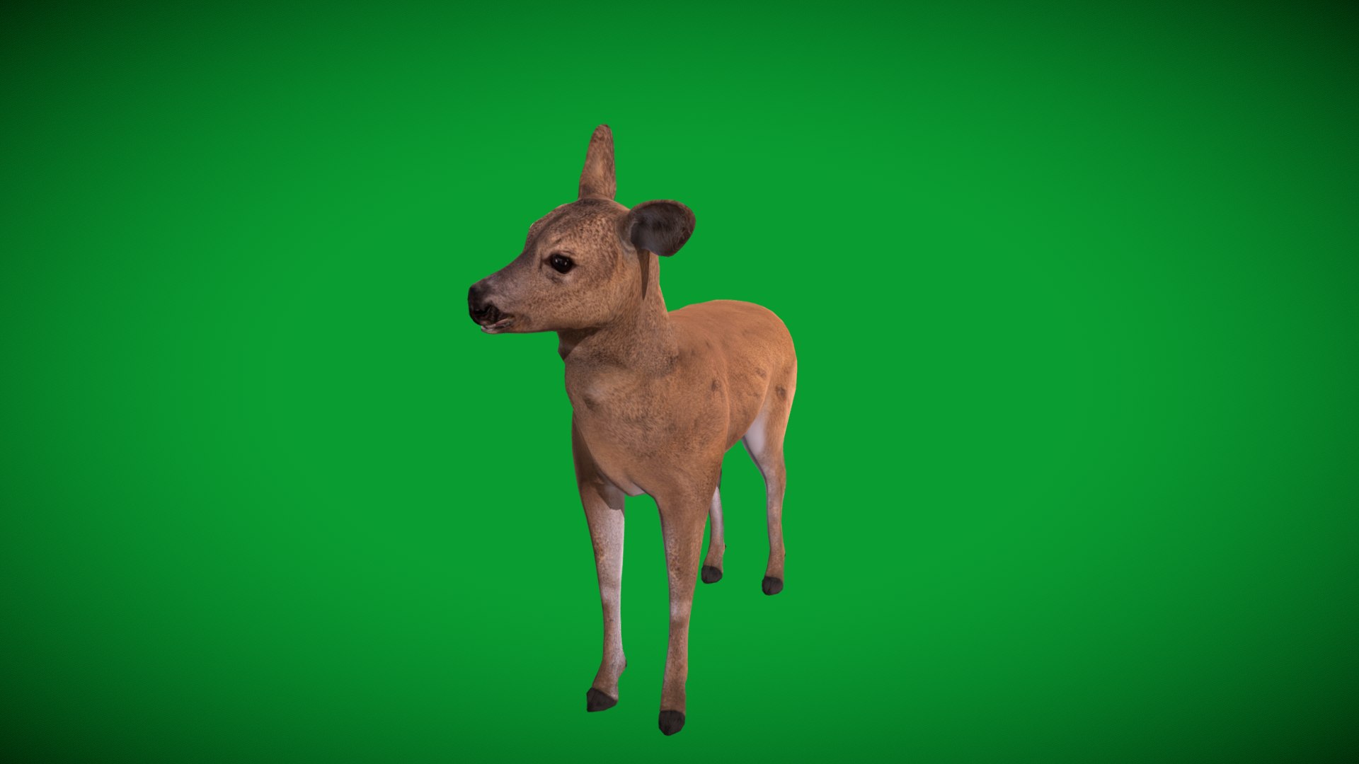 3D European Roe Deer https://p.turbosquid.com/ts-thumb/HM/V3bapj/1w/european_roe10/png/1762318647/1920x1080/fit_q87/3d8ced1d4d2c3d704687dfc7530c873e0bcef35f/european_roe10.jpg