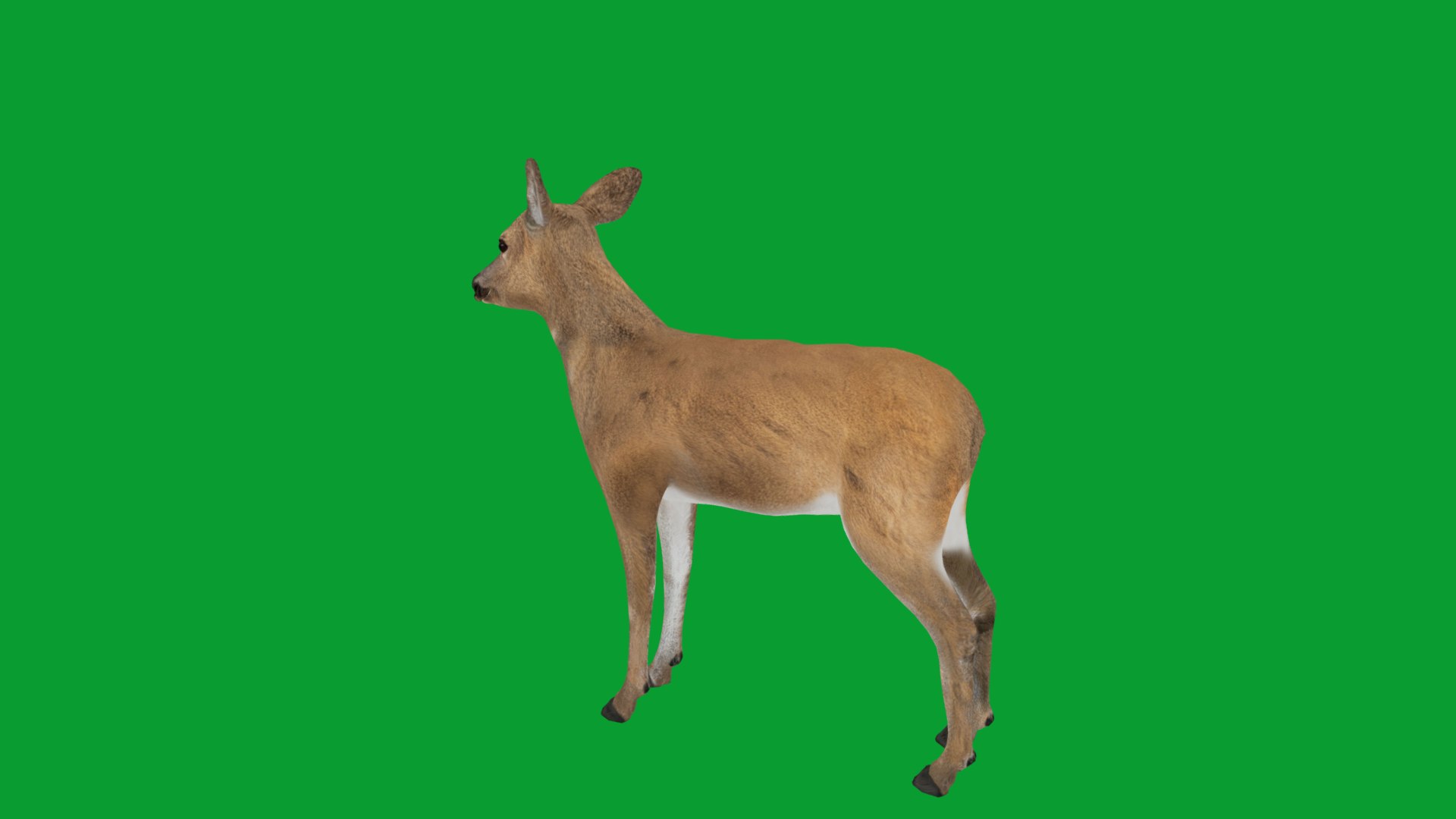3D European Roe Deer https://p.turbosquid.com/ts-thumb/HM/V3bapj/81/european_roe27/png/1762318622/1920x1080/fit_q87/d72abe75a8ad4fe61308fa4cc500b6f85b0d2f2a/european_roe27.jpg