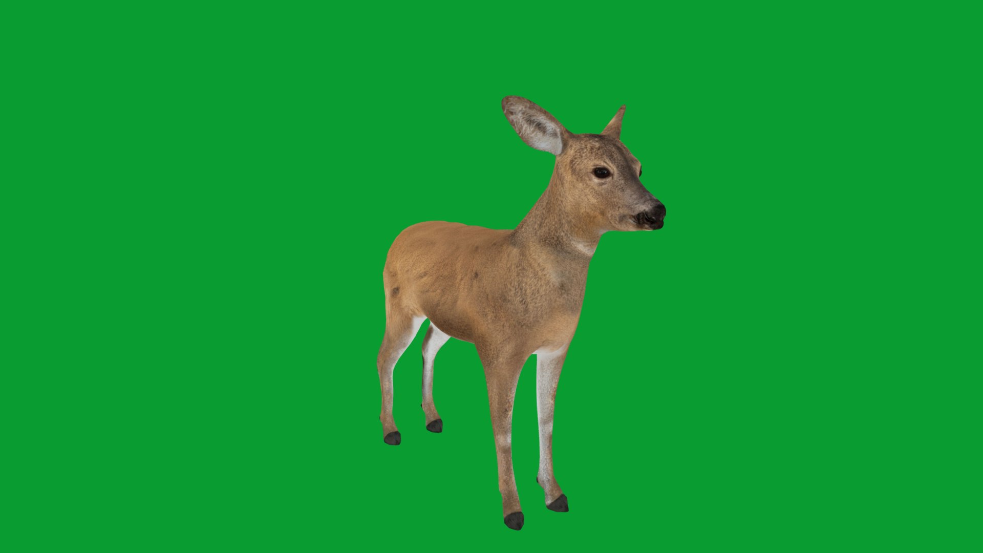 3D European Roe Deer https://p.turbosquid.com/ts-thumb/HM/V3bapj/D3/european_roe5/png/1762318636/1920x1080/fit_q87/624dc025297af9ba289963e6efffc35bf0d887e3/european_roe5.jpg