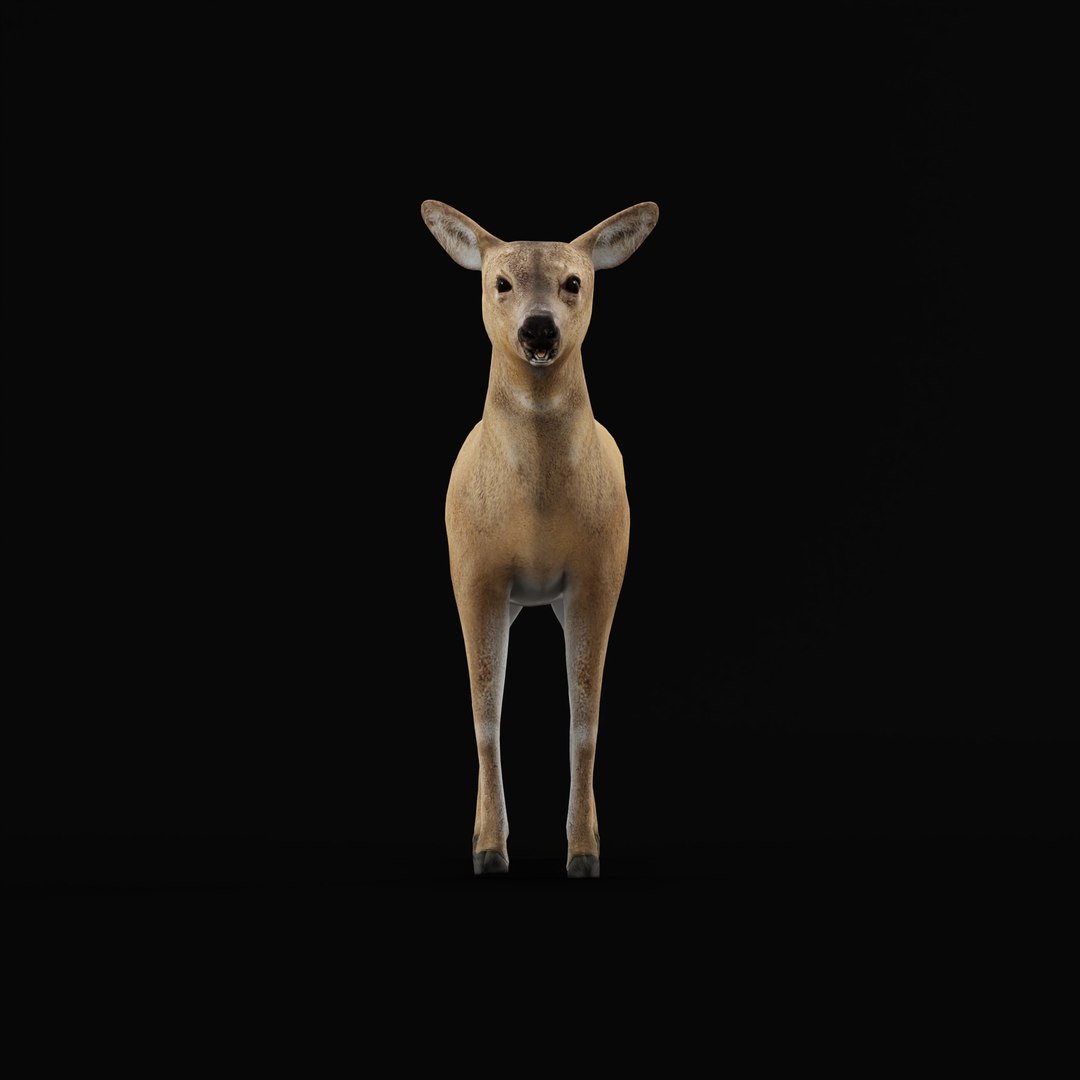 3D European Roe Deer https://p.turbosquid.com/ts-thumb/HM/V3bapj/Ff/deerrig_0000/jpg/1762318625/1920x1080/fit_q87/1ebe3309f12c53299a473e7be42b4e4eb176e24d/deerrig_0000.jpg