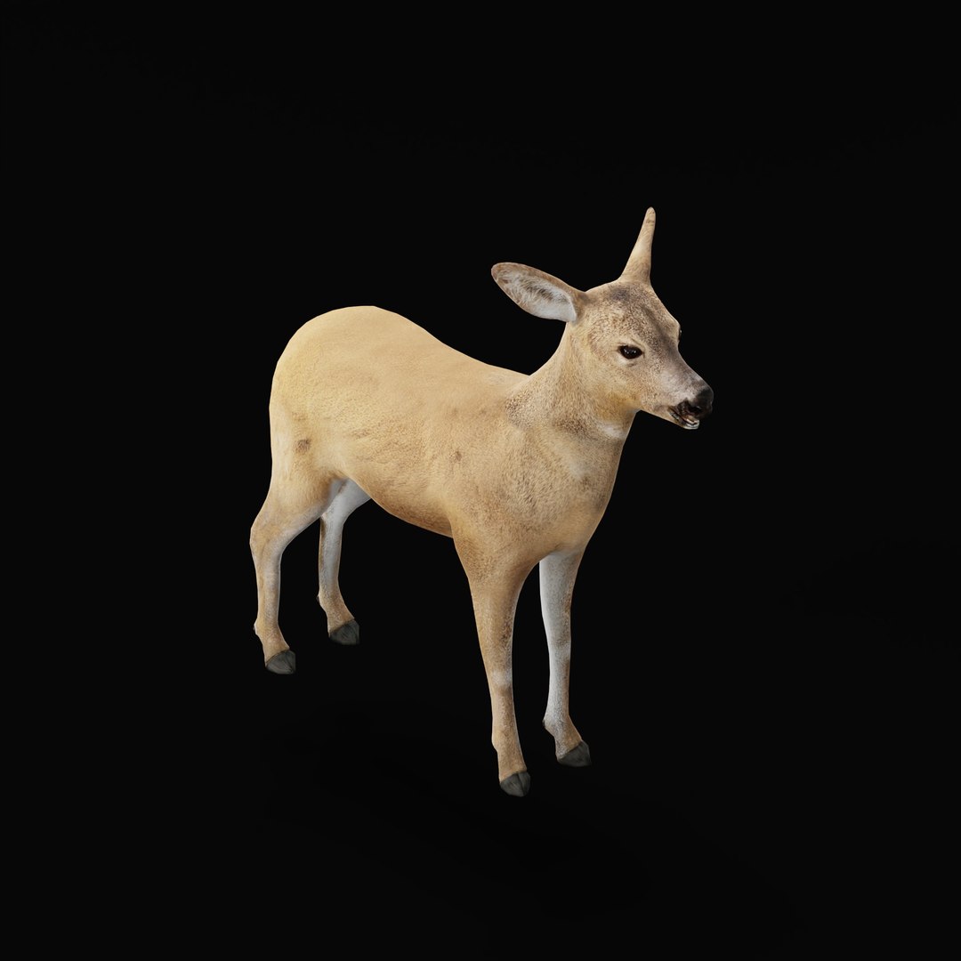 3D European Roe Deer https://p.turbosquid.com/ts-thumb/HM/V3bapj/M3/deerrig_0002/jpg/1762318628/1920x1080/fit_q87/05228fa5cb493752594f0dc54dc59d07a95ee7fc/deerrig_0002.jpg