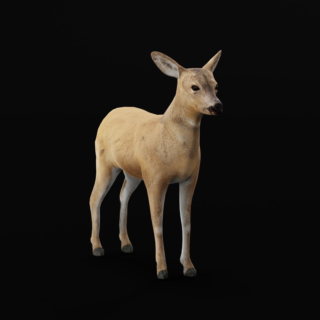 3D European Roe Deer https://p.turbosquid.com/ts-thumb/HM/V3bapj/P8/deerrig_0004/jpg/1762318628/1920x1080/fit_q87/cc2b31410375334f2fe121e3981ed57acc39ef49/deerrig_0004.jpg