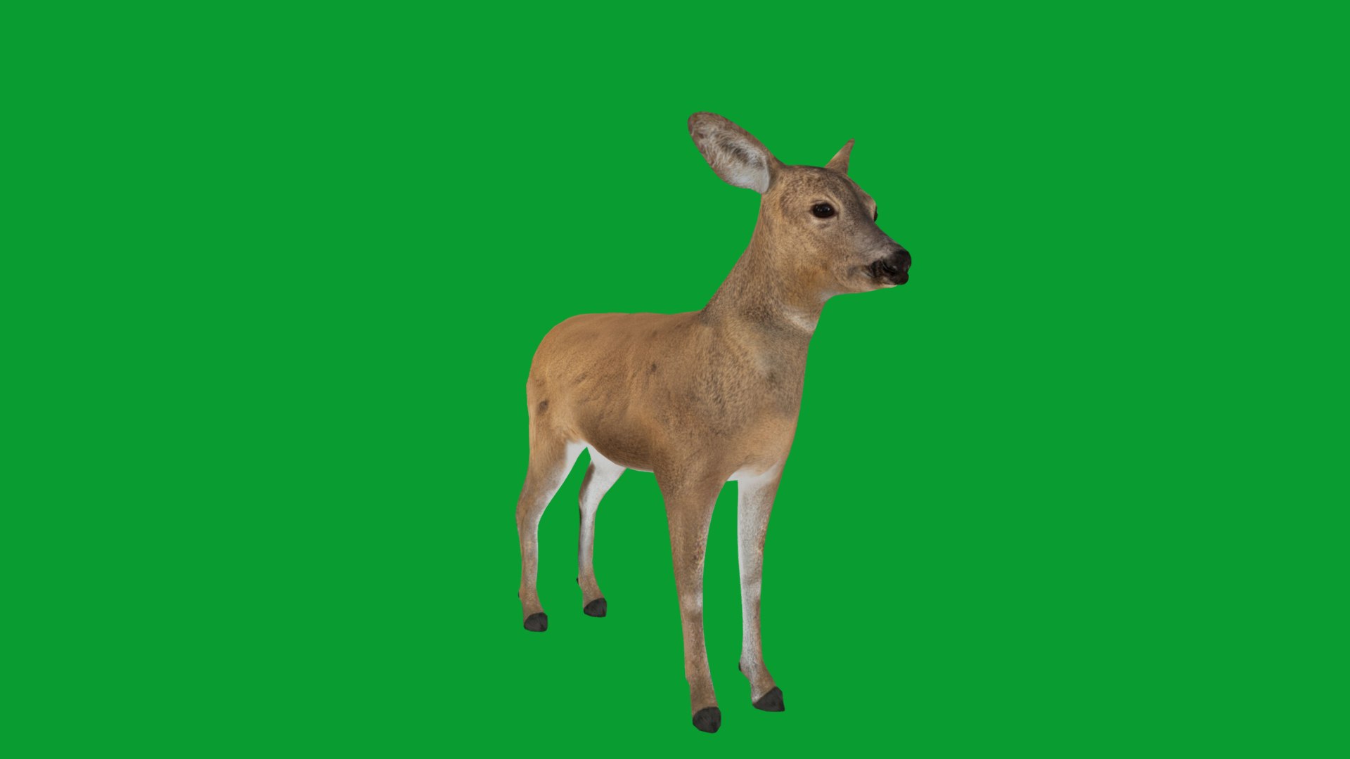 3D European Roe Deer https://p.turbosquid.com/ts-thumb/HM/V3bapj/P8/european_roe28/png/1762318622/1920x1080/fit_q87/18749c0f84eafc147fd00f5af1ccf266f714385c/european_roe28.jpg