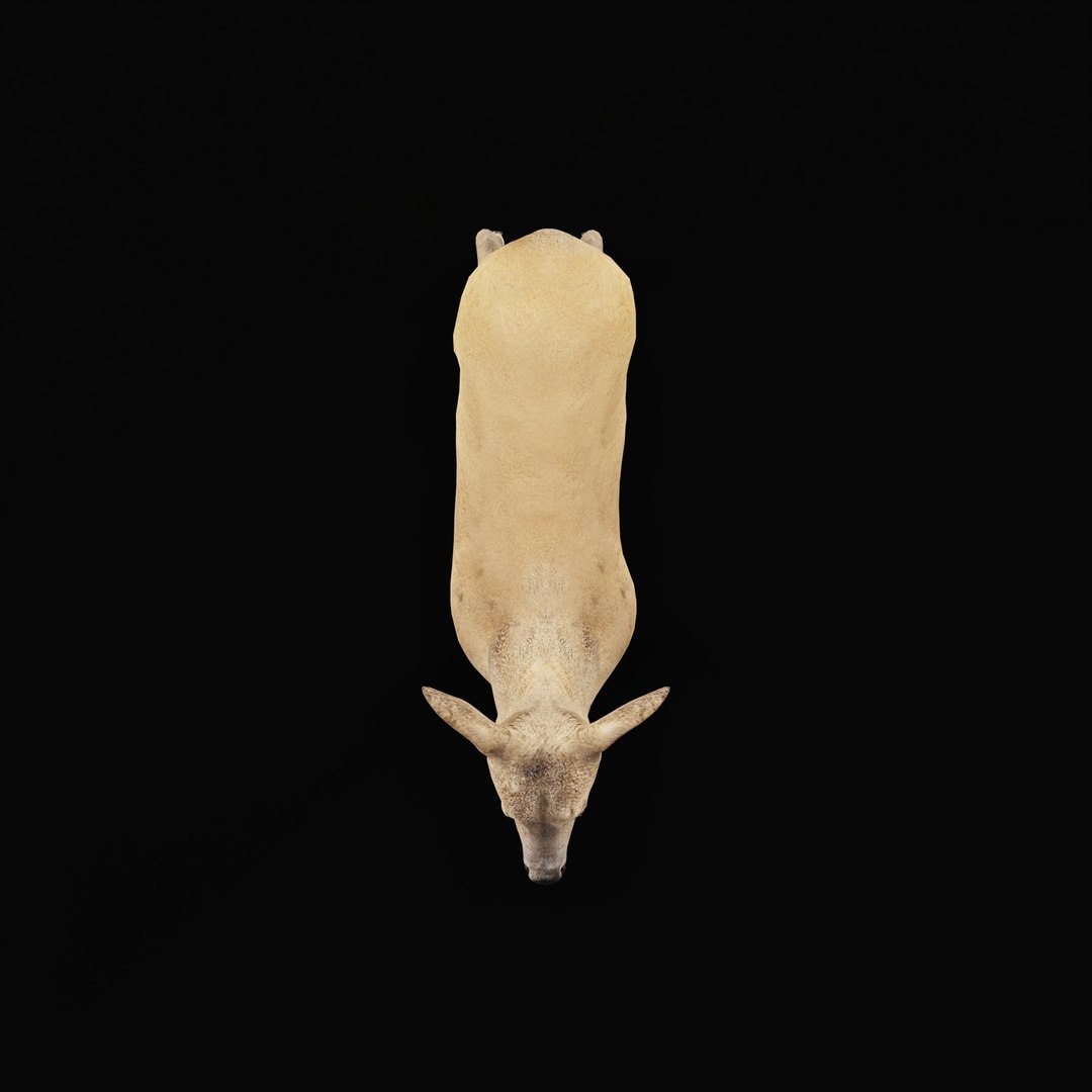 3D European Roe Deer https://p.turbosquid.com/ts-thumb/HM/V3bapj/Tk/deerrig_0003/jpg/1762318628/1920x1080/fit_q87/2d065d47433e234ac9722ebd2d05d74a7d74cdda/deerrig_0003.jpg