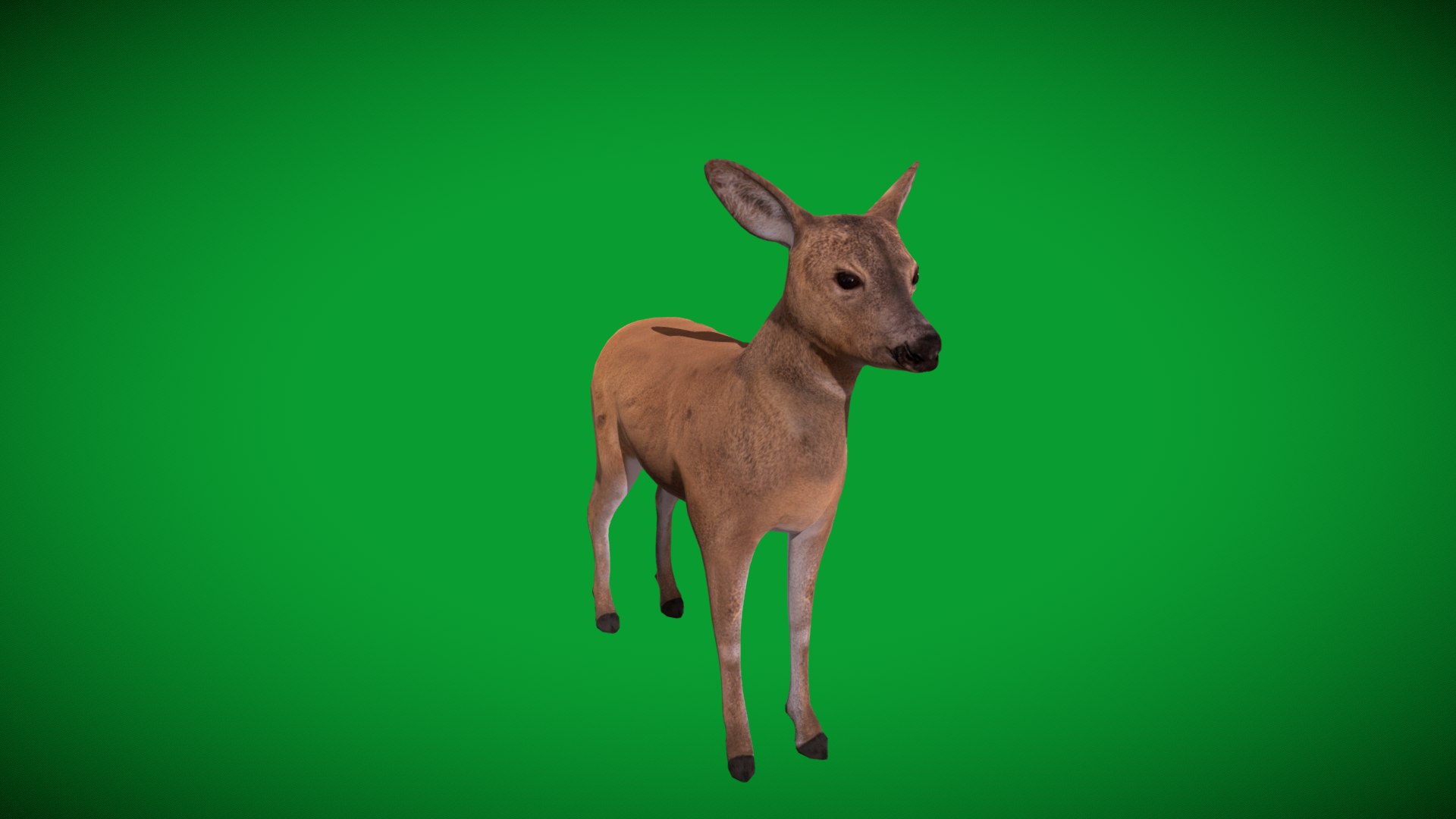 3D European Roe Deer https://p.turbosquid.com/ts-thumb/HM/V3bapj/VU/european_roe3/png/1762318640/1920x1080/fit_q87/213b2e5160ddef488a5052b9dab1ae6f4b28c4e1/european_roe3.jpg