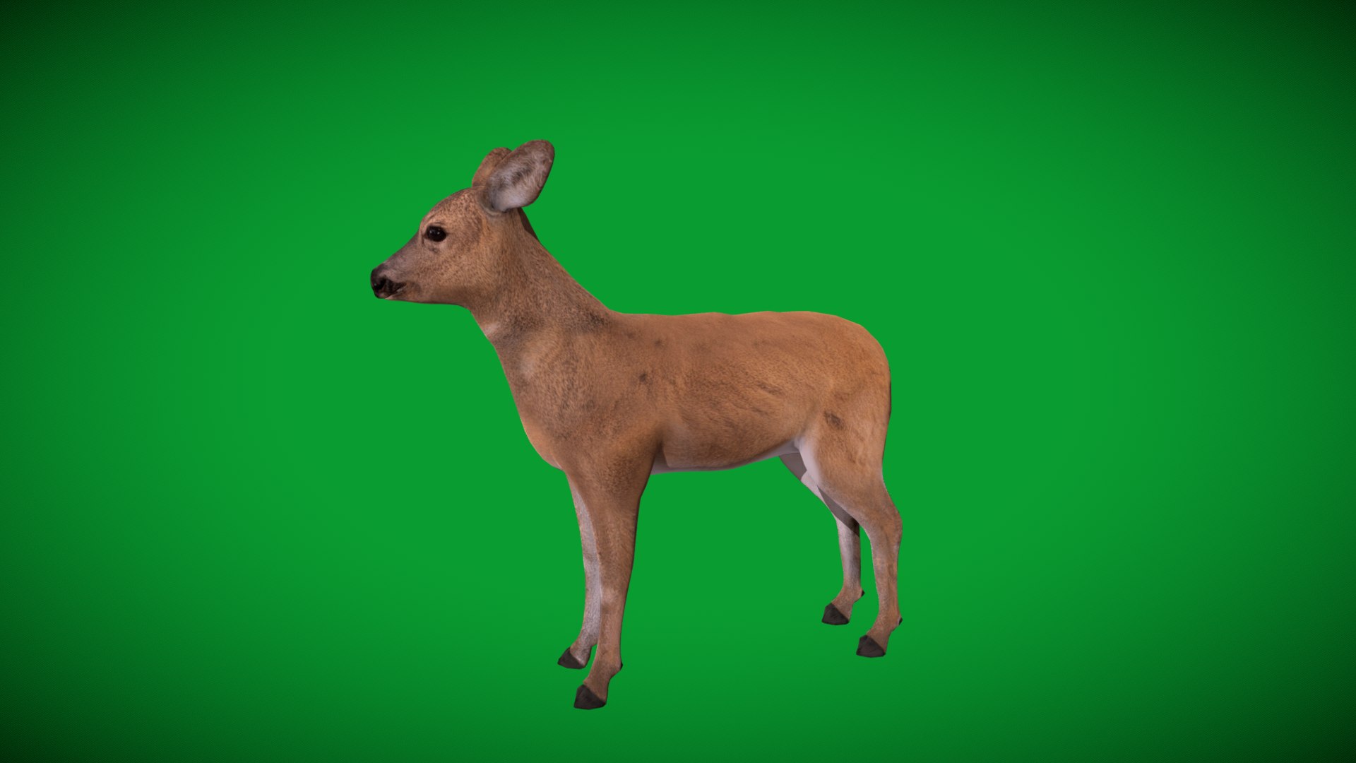 3D European Roe Deer https://p.turbosquid.com/ts-thumb/HM/V3bapj/Xf/european_roe2/png/1762318633/1920x1080/fit_q87/e97ac8b053e3b323f3cc4b517badfae15d5e40ca/european_roe2.jpg