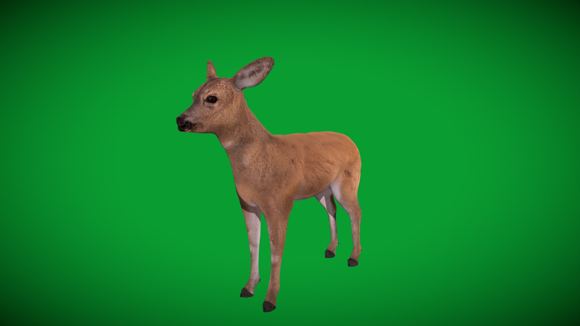 3D European Roe Deer https://p.turbosquid.com/ts-thumb/HM/V3bapj/cG/european_roe1/png/1762318634/1920x1080/fit_q87/234eaa8e024fd12165bd3273b6f1467b196cb5ee/european_roe1.jpg