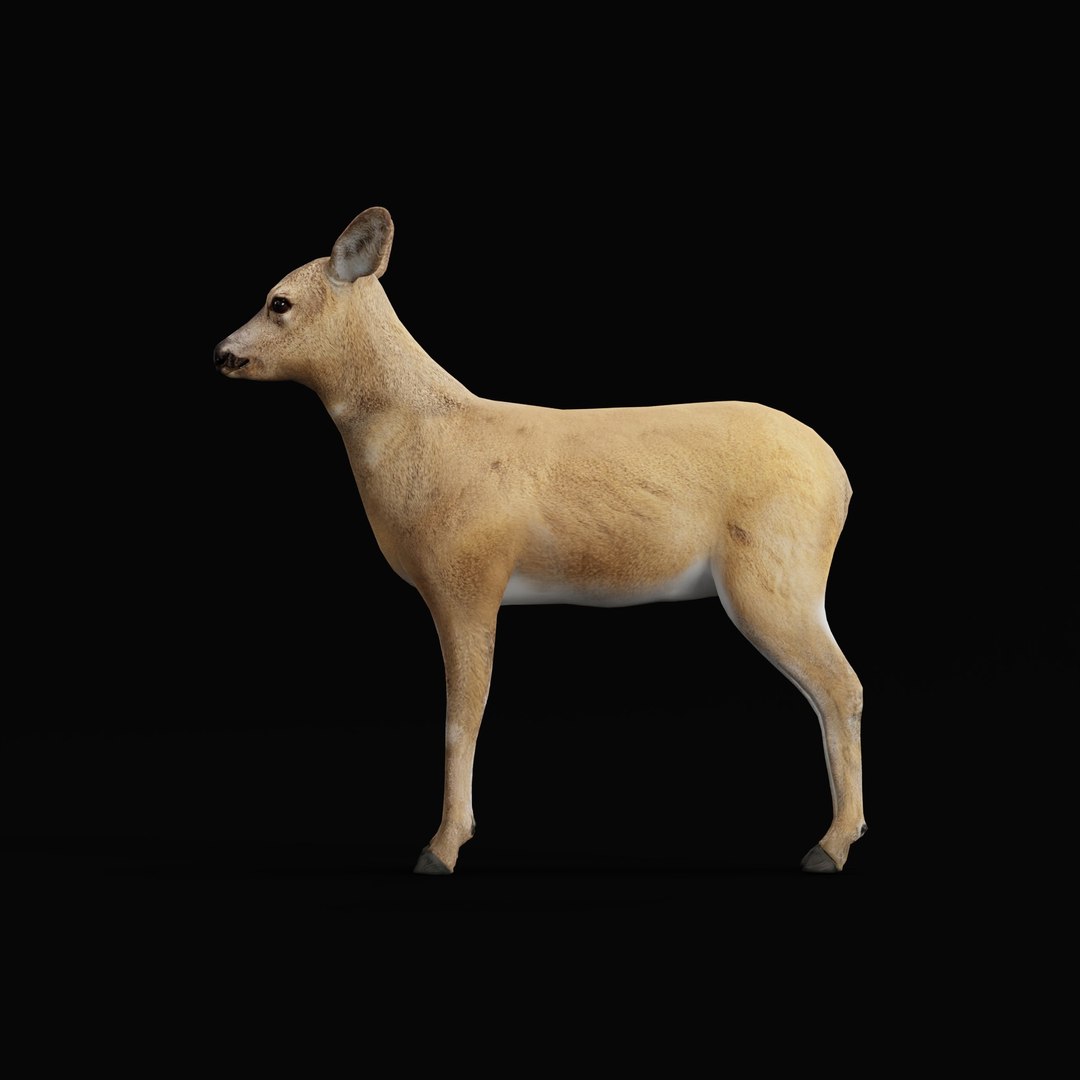 3D European Roe Deer https://p.turbosquid.com/ts-thumb/HM/V3bapj/eY/deerrig_0006/jpg/1762318630/1920x1080/fit_q87/26e531442a13793e9607701da7ce0434b5638f7b/deerrig_0006.jpg