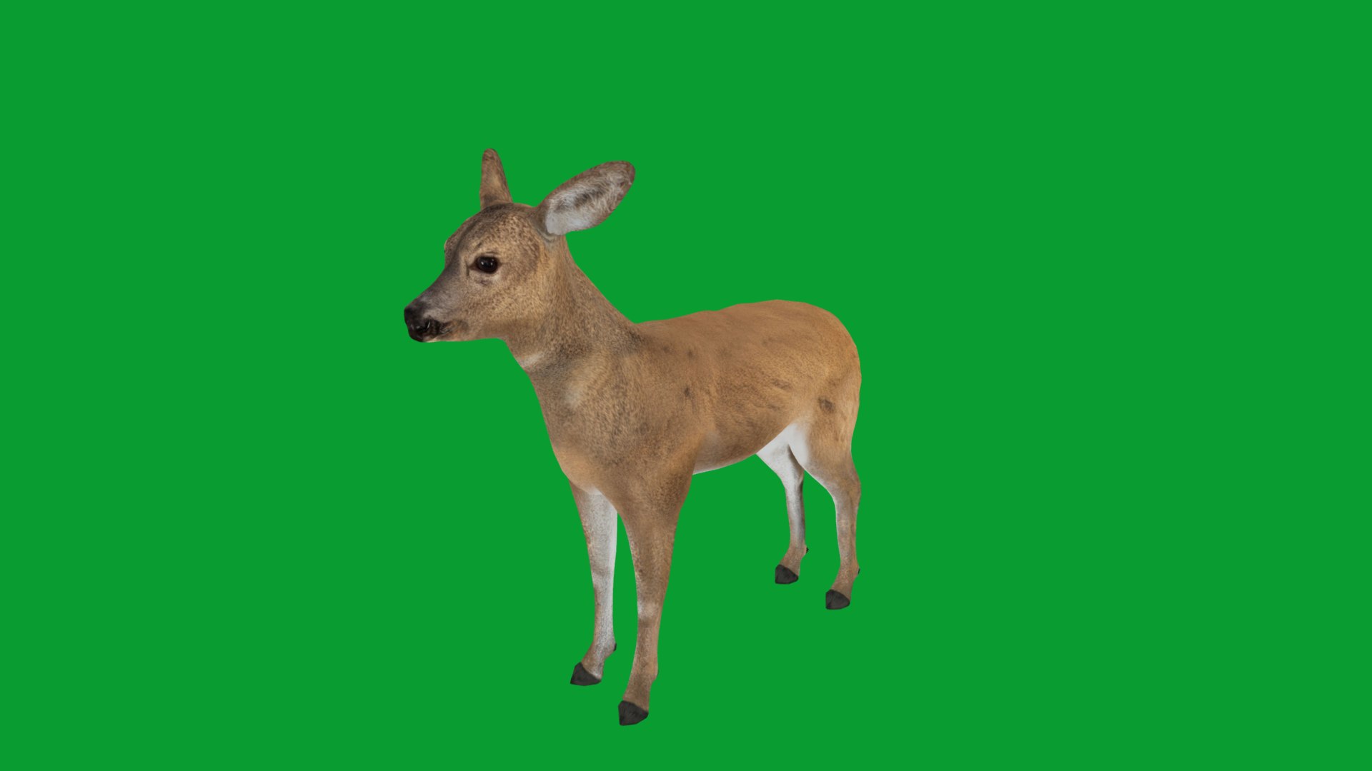 3D European Roe Deer https://p.turbosquid.com/ts-thumb/HM/V3bapj/h0/european_roe6/png/1762318637/1920x1080/fit_q87/719812be052bbd191650ffa96e8db1ba680e344c/european_roe6.jpg