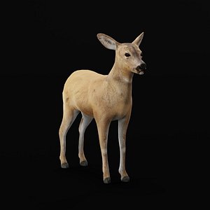 3D European Roe Deer