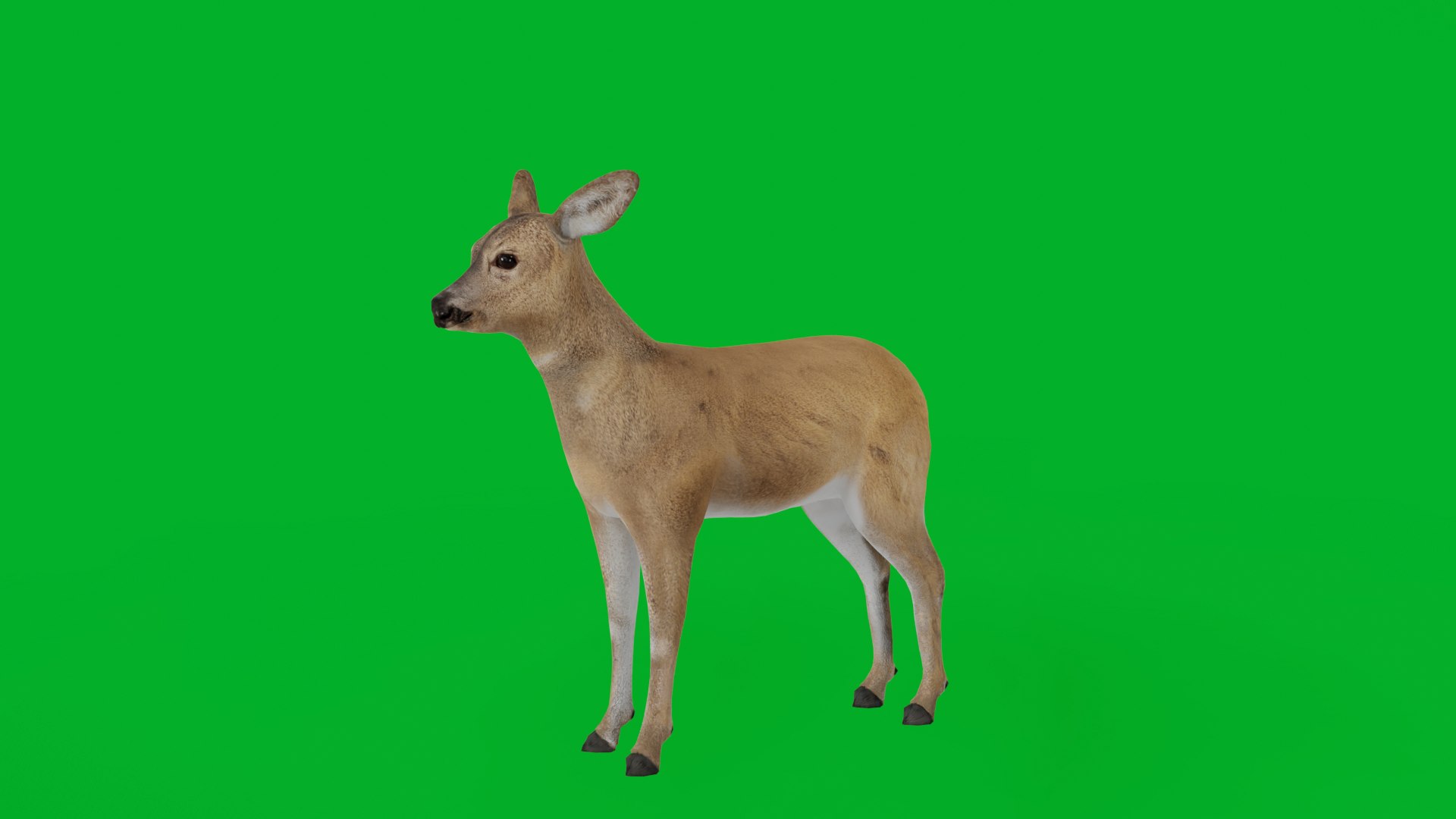 3D European Roe Deer https://p.turbosquid.com/ts-thumb/HM/V3bapj/xX/european_roe_deer_preview/png/1762318596/1920x1080/fit_q87/25fd14d027f01057f8bdc770b73e940103031216/european_roe_deer_preview.jpg