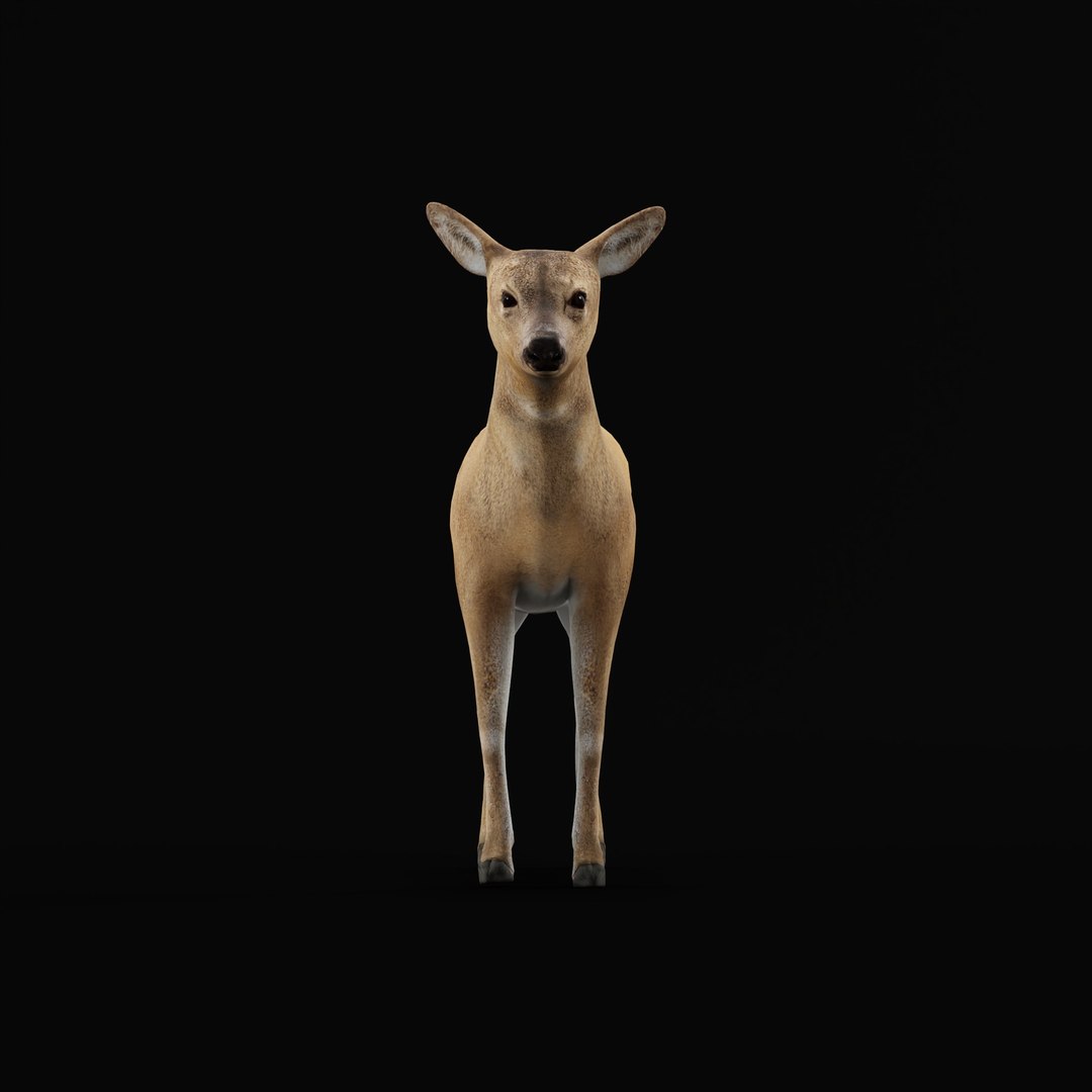 3D European Roe Deer https://p.turbosquid.com/ts-thumb/HM/V3bapj/zd/deerrig_0005/jpg/1762318630/1920x1080/fit_q87/b60563ea4a32c9e4bb9ee69d107f2c7caab578b7/deerrig_0005.jpg