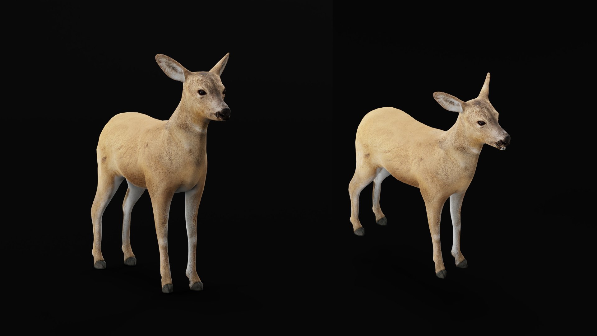 3D European Roe Deer https://p.turbosquid.com/ts-thumb/HM/V3bapj/zf/european_roe9/png/1762318643/1920x1080/fit_q87/71552360de27e1aa7e09fb50d84c7e49047c6c51/european_roe9.jpg