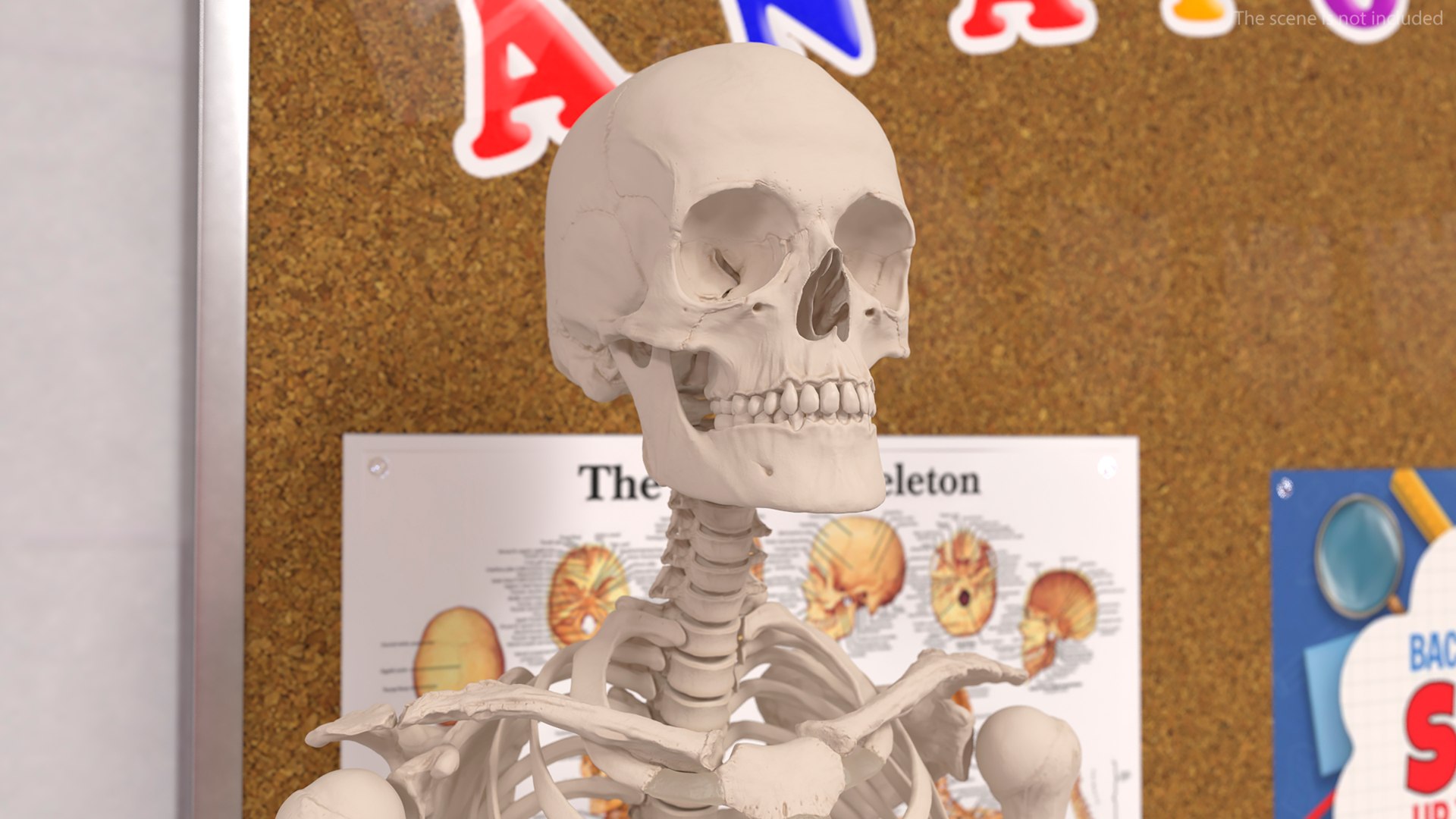 Female Human Skull Anatomy Model 3D Model - TurboSquid 2386162