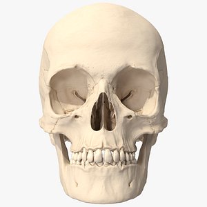 Female Human Skull Anatomy Model 3D model