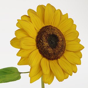 3D Sunflower model