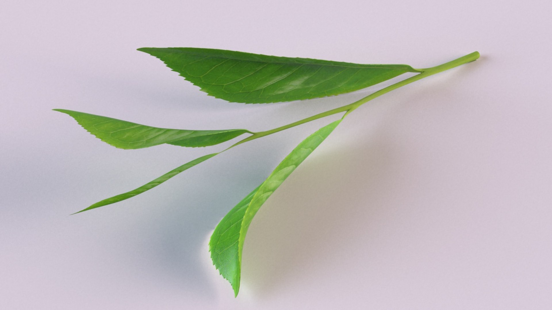 3D model tea sprig spice decor https://p.turbosquid.com/ts-thumb/HM/oVZ9zl/PL5QsB7U/7/jpg/1608627782/1920x1080/fit_q87/0fbed8a3a0c62fb3f6500617d48da48b2049fce2/7.jpg