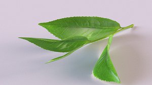 Sprig of tea